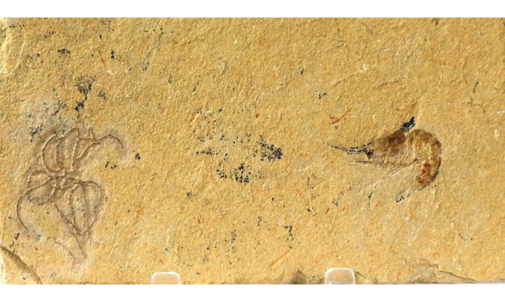 GEOCOMA LIBANOTICA