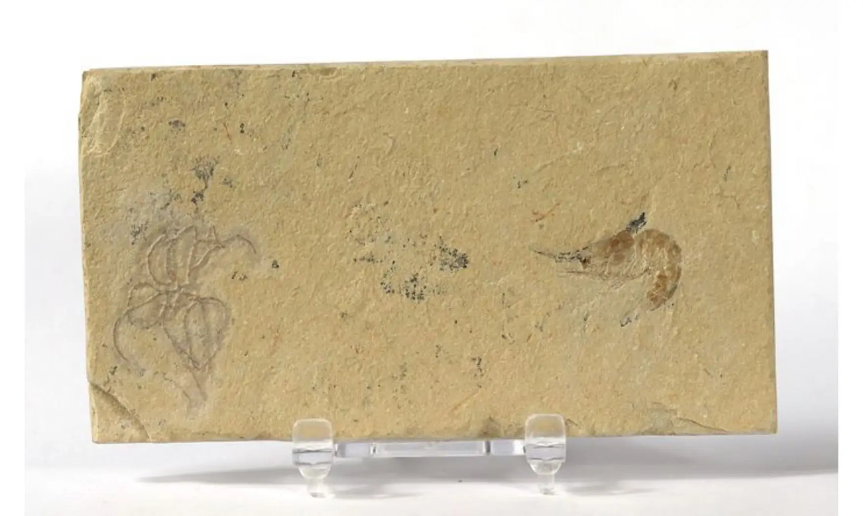 GEOCOMA LIBANOTICA