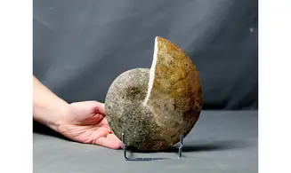 Radstockiceras buvigneri