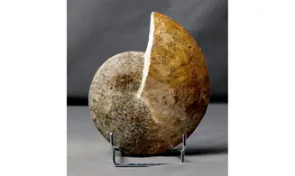 Radstockiceras buvigneri