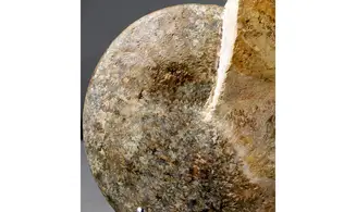 Radstockiceras buvigneri
