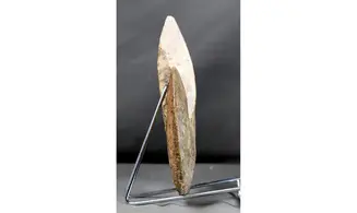 Radstockiceras buvigneri