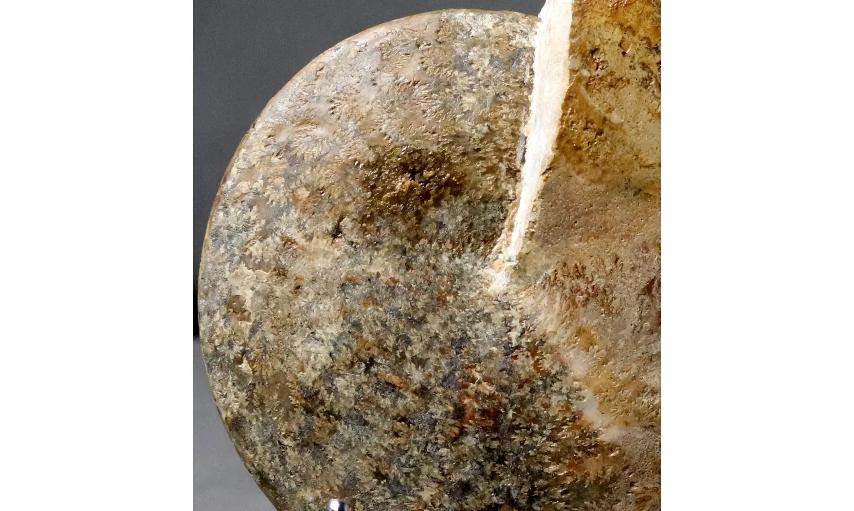 Radstockiceras buvigneri