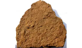 Double ACROSALENIA HEMICIDAROIDES