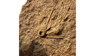 Double ACROSALENIA HEMICIDAROIDES