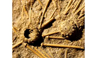 Double ACROSALENIA HEMICIDAROIDES