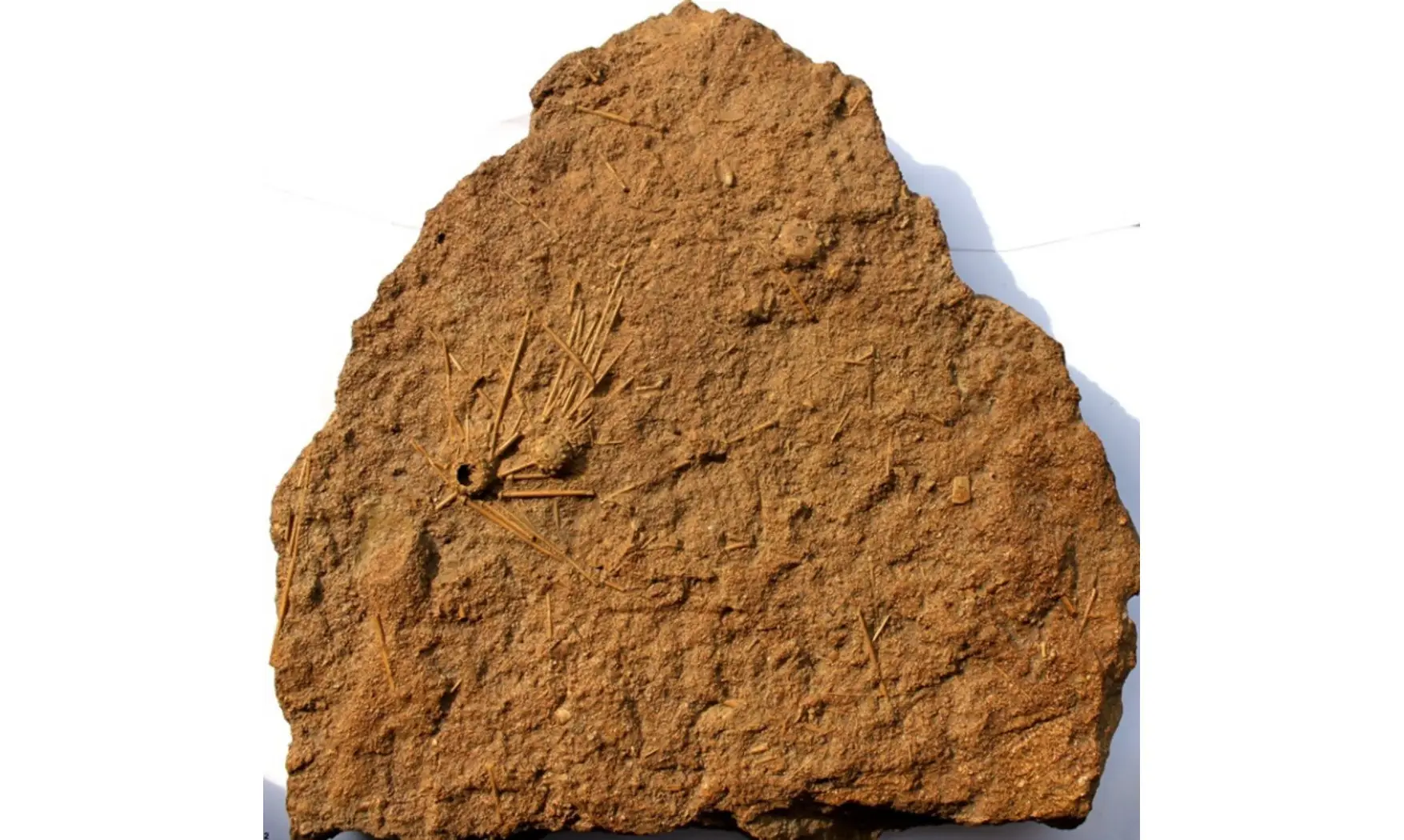 Double ACROSALENIA HEMICIDAROIDES