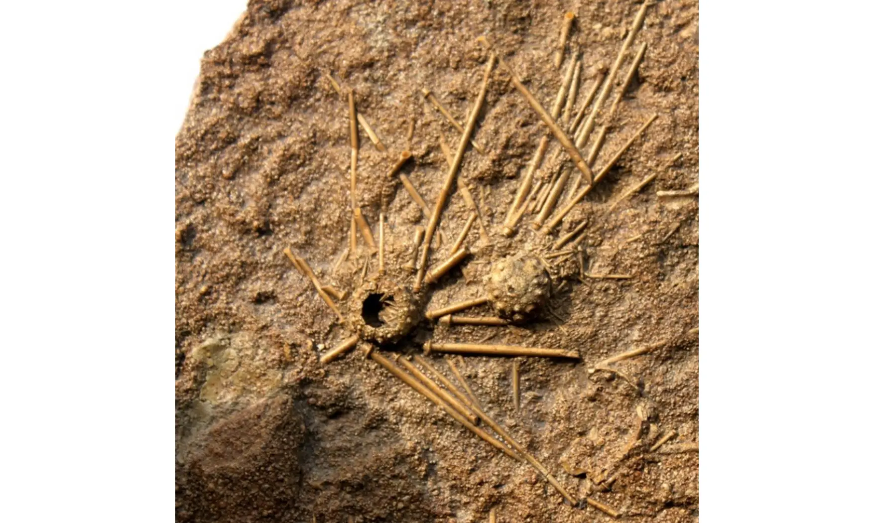 Double ACROSALENIA HEMICIDAROIDES