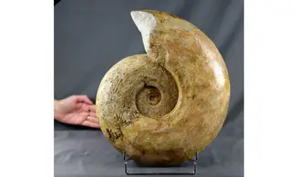 Harpoceras cf lassum