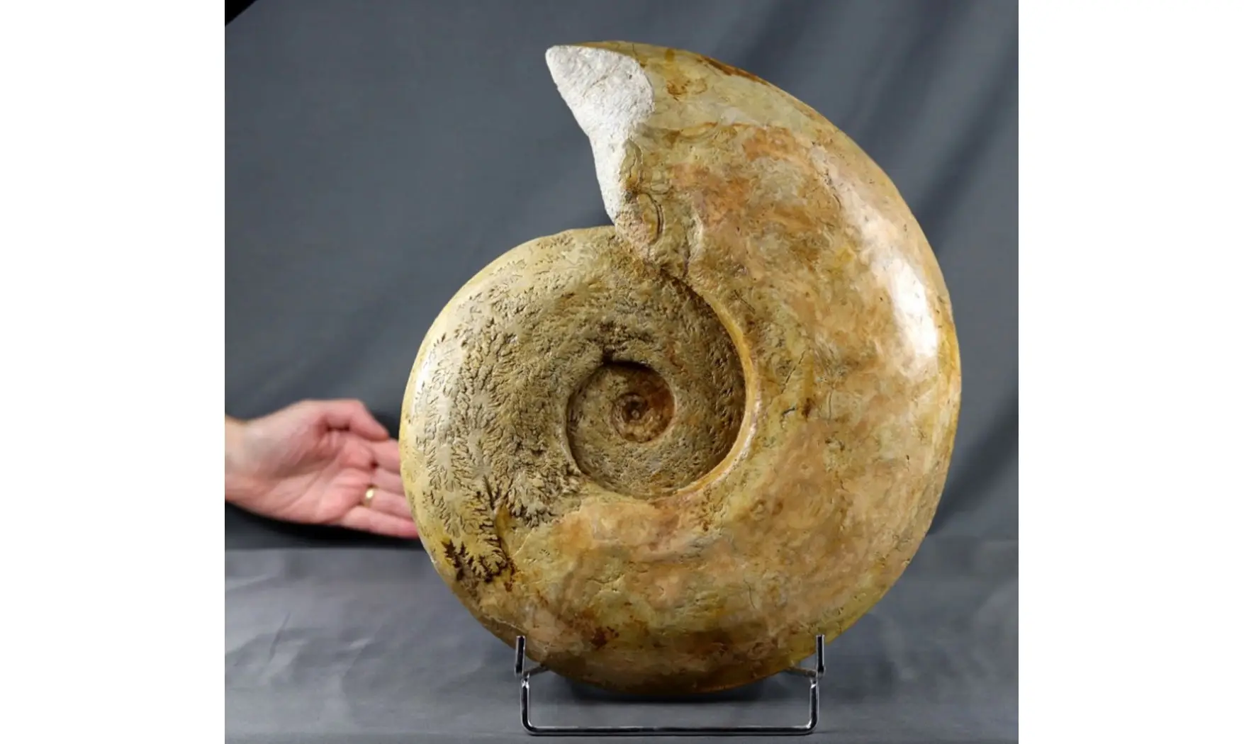 Harpoceras cf lassum
