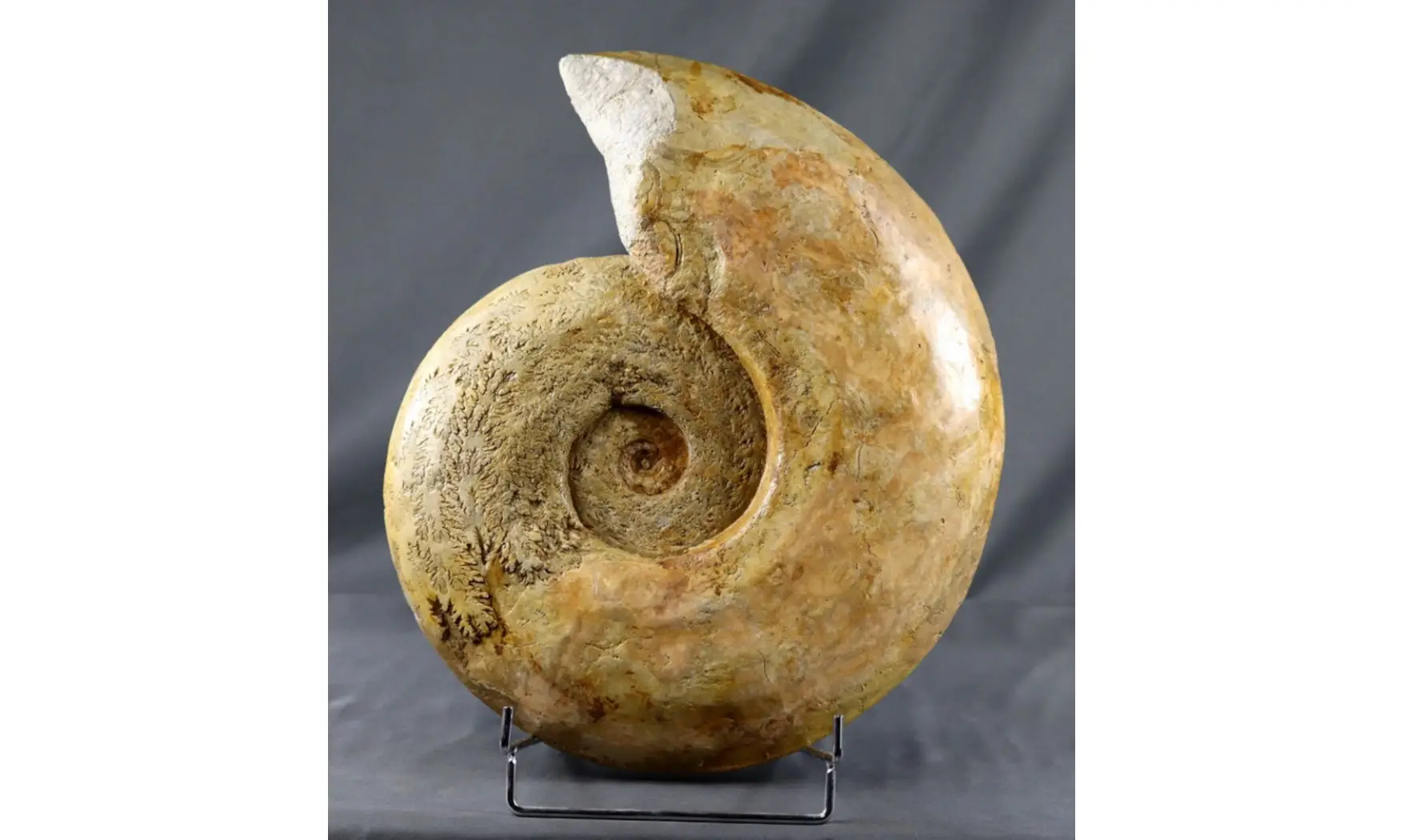 Harpoceras cf lassum