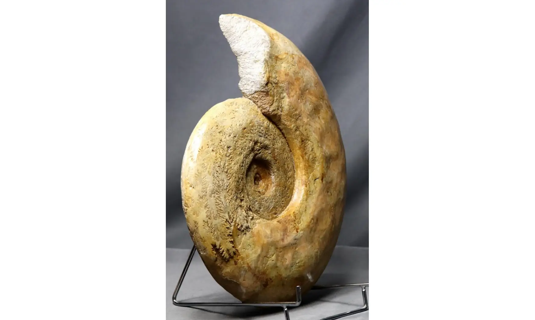 Harpoceras cf lassum