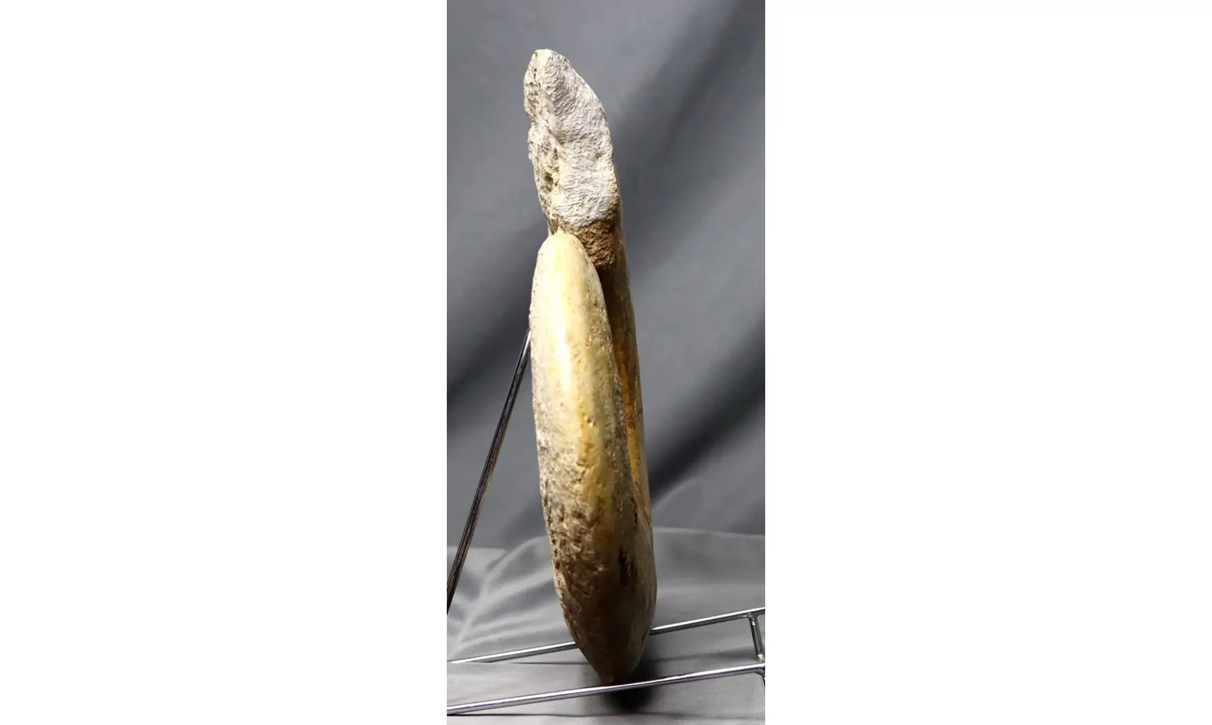 Harpoceras cf lassum