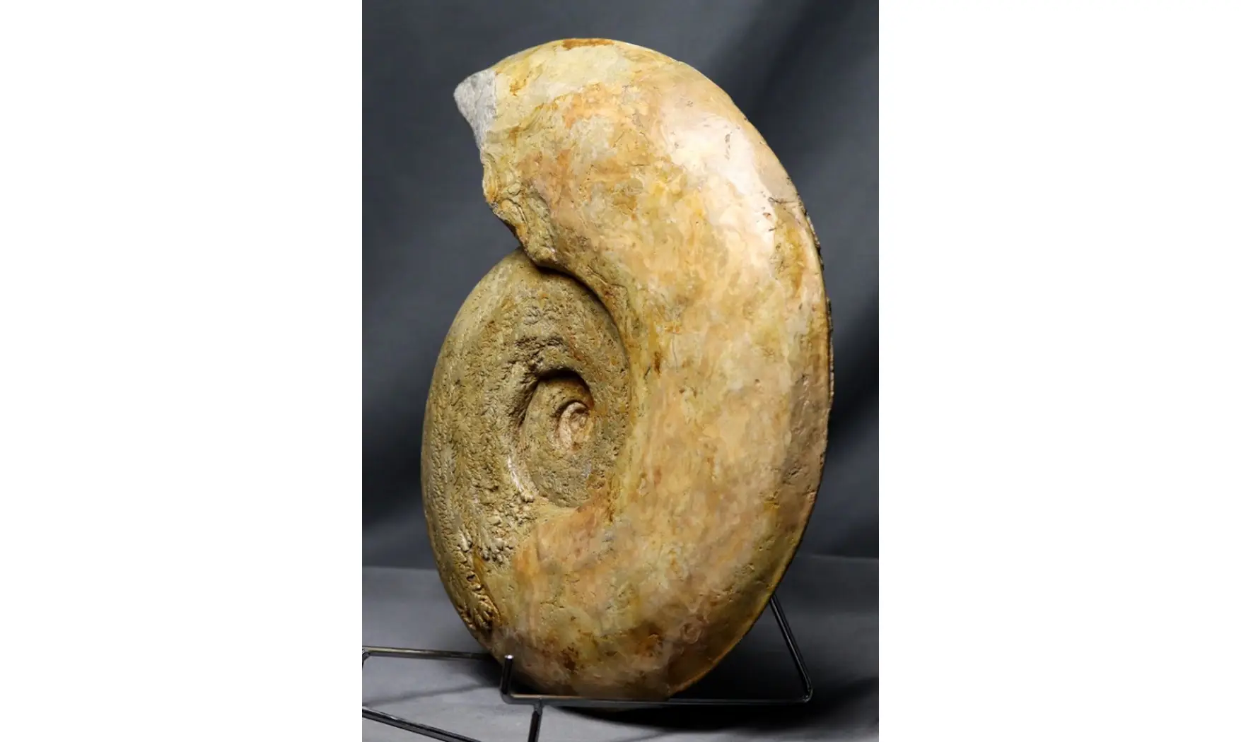 Harpoceras cf lassum