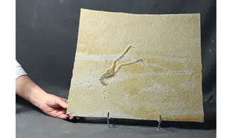 Mecochirus longimanatus
