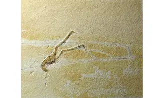Mecochirus longimanatus