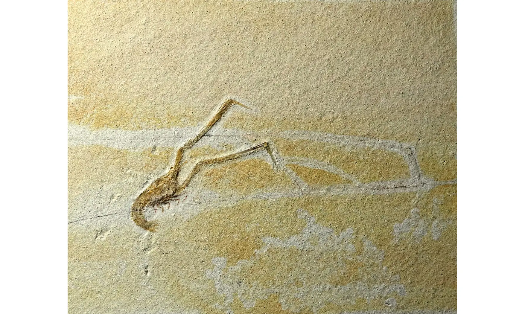Mecochirus longimanatus