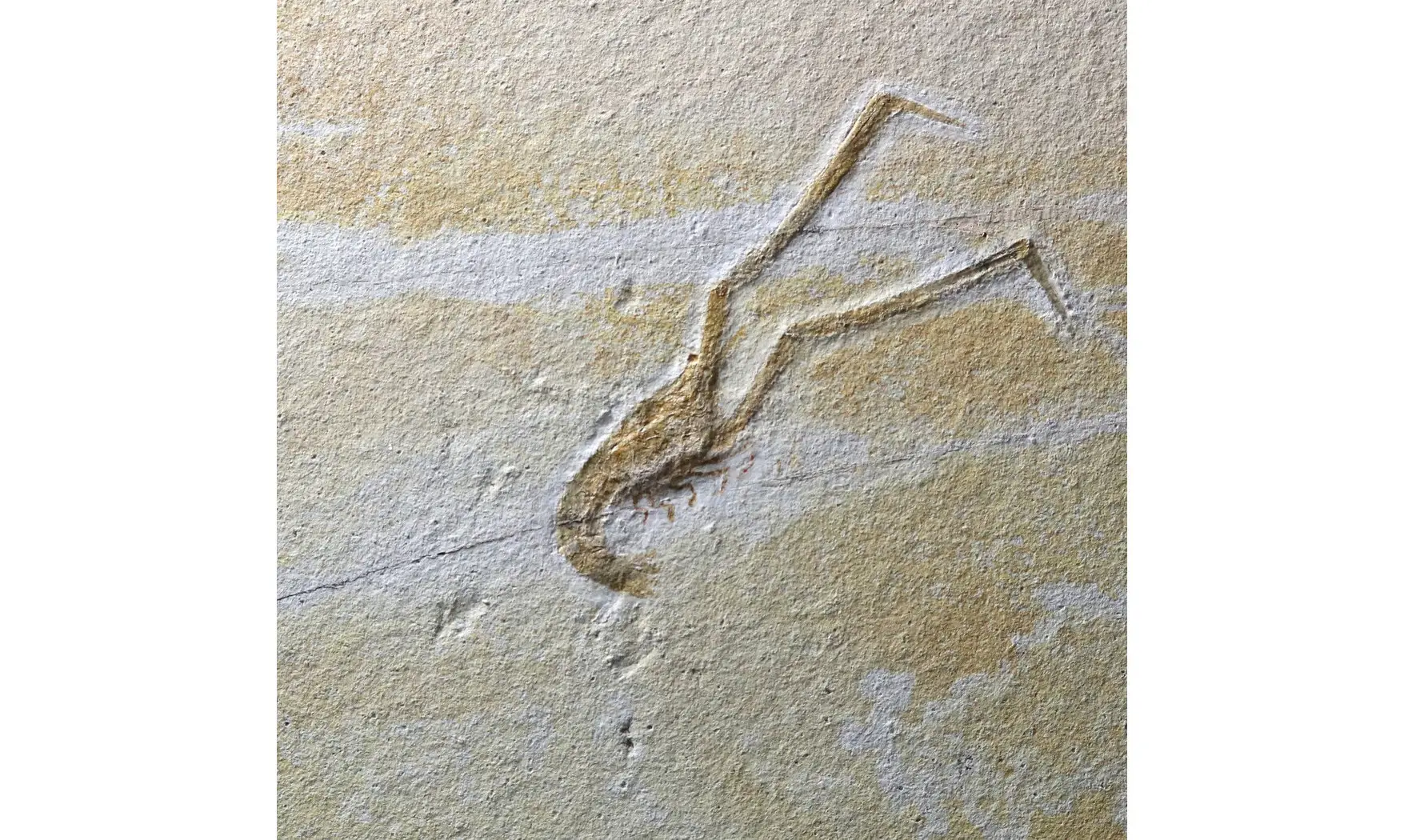 Mecochirus longimanatus