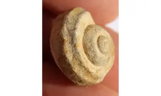 TURBO SÖTENICHENSIS