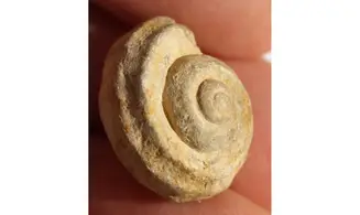 TURBO SÖTENICHENSIS
