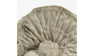 Coeloptychium agaroides
