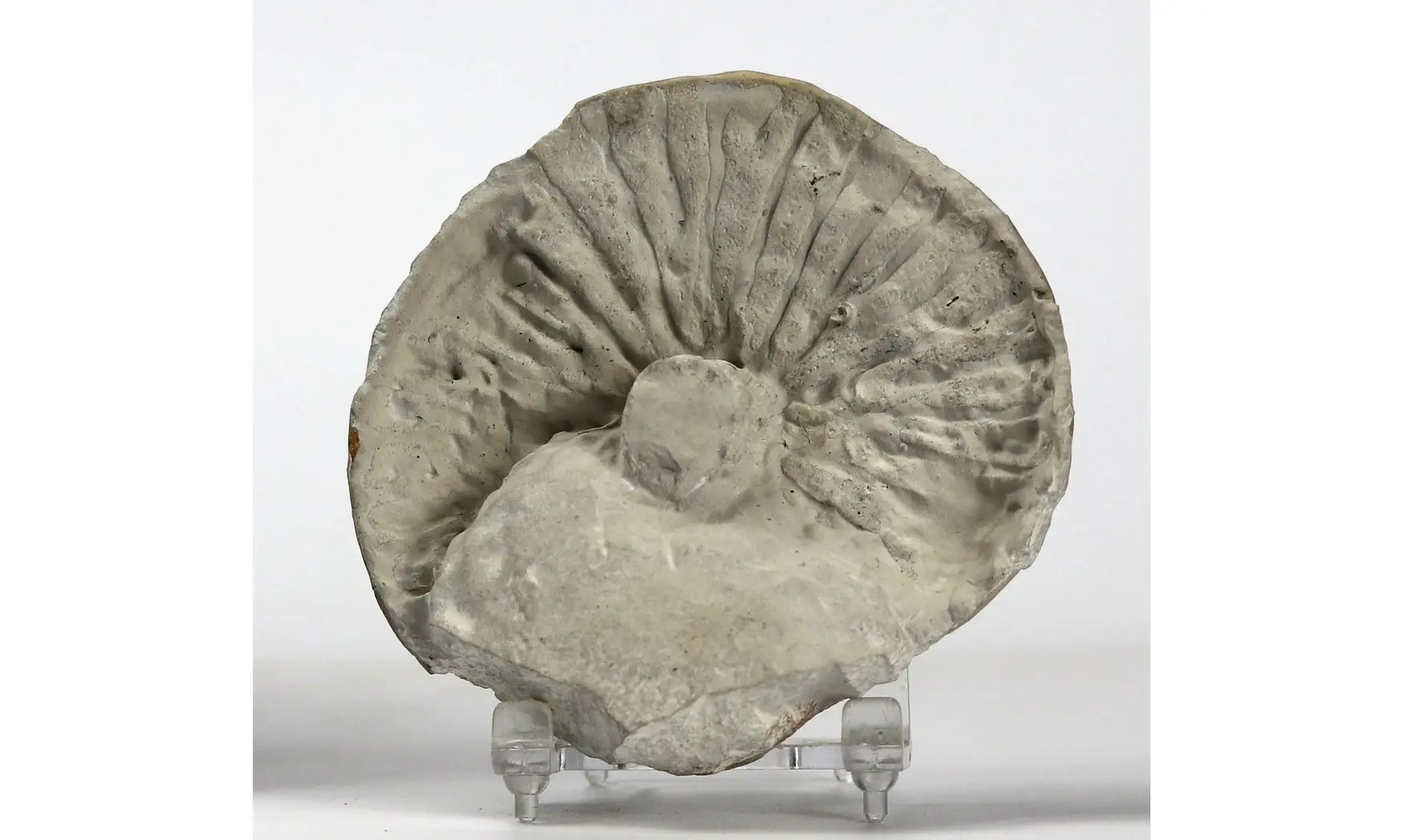 Coeloptychium agaroides