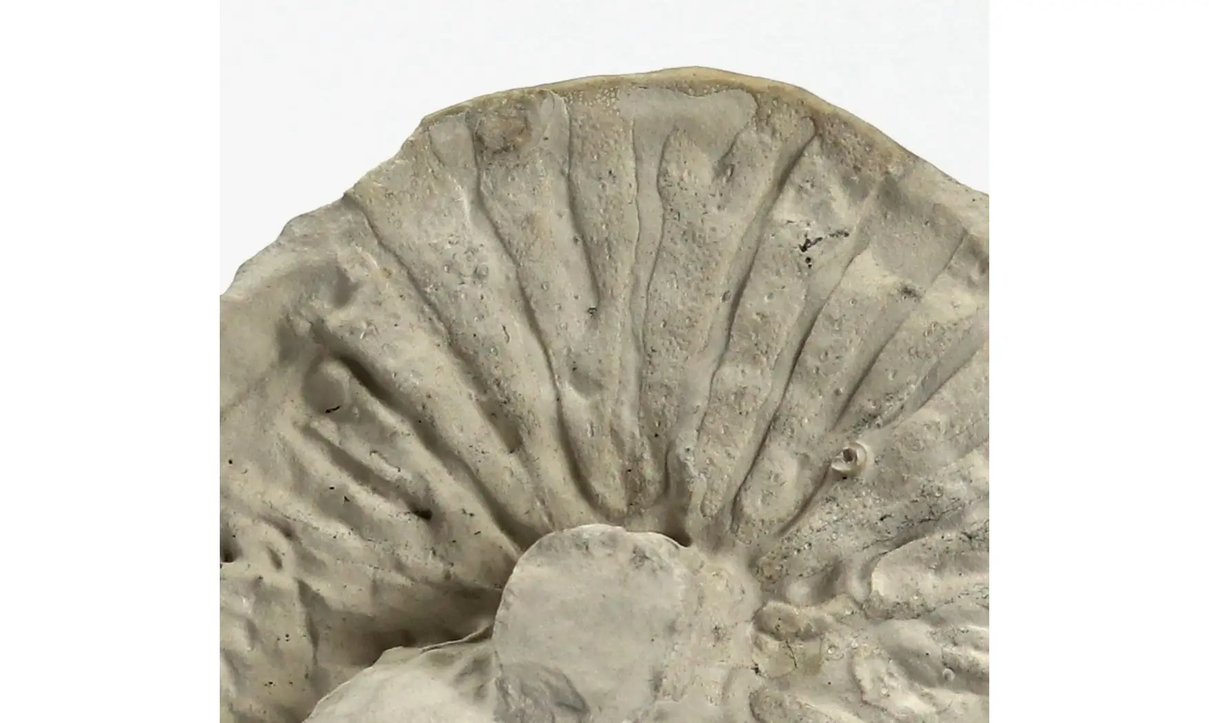 Coeloptychium agaroides