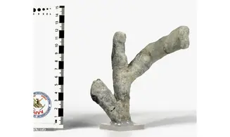 Brochodora roemeri