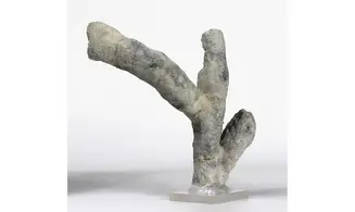 Brochodora roemeri