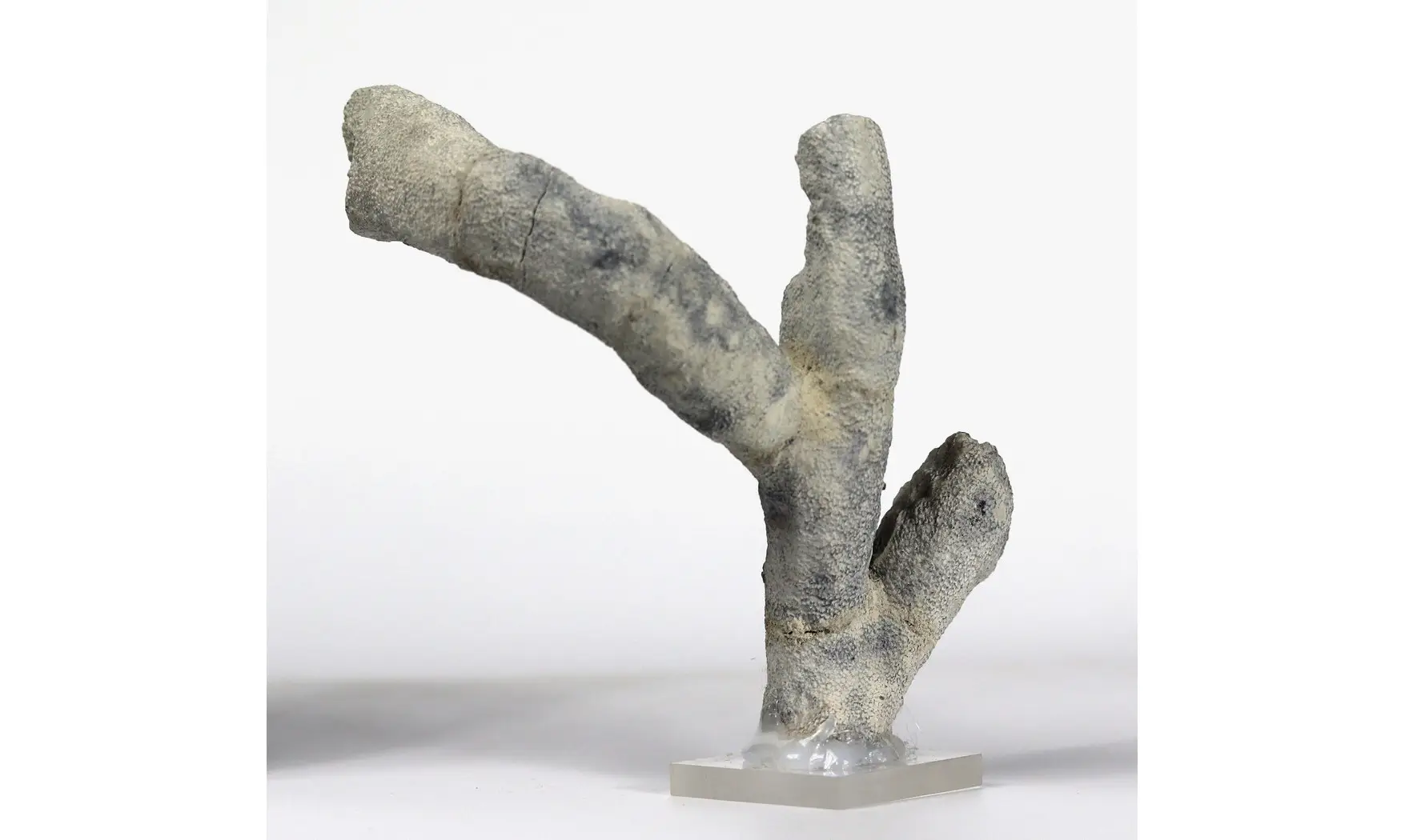 Brochodora roemeri