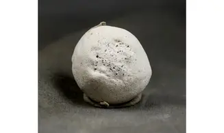 Porosphaera