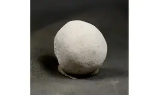 Porosphaera