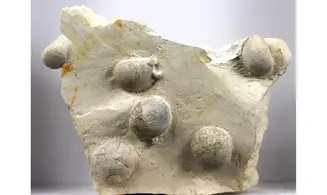 Galerites Vulgaris