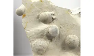Galerites Vulgaris
