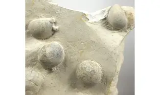 Galerites Vulgaris