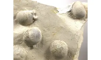Galerites Vulgaris