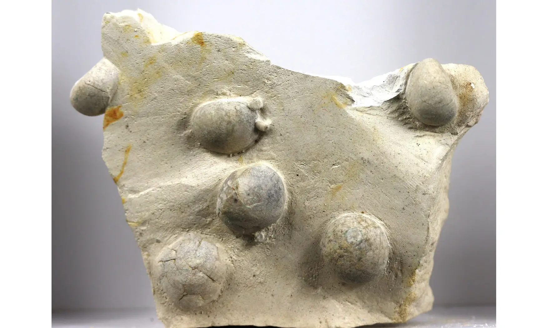 Galerites Vulgaris