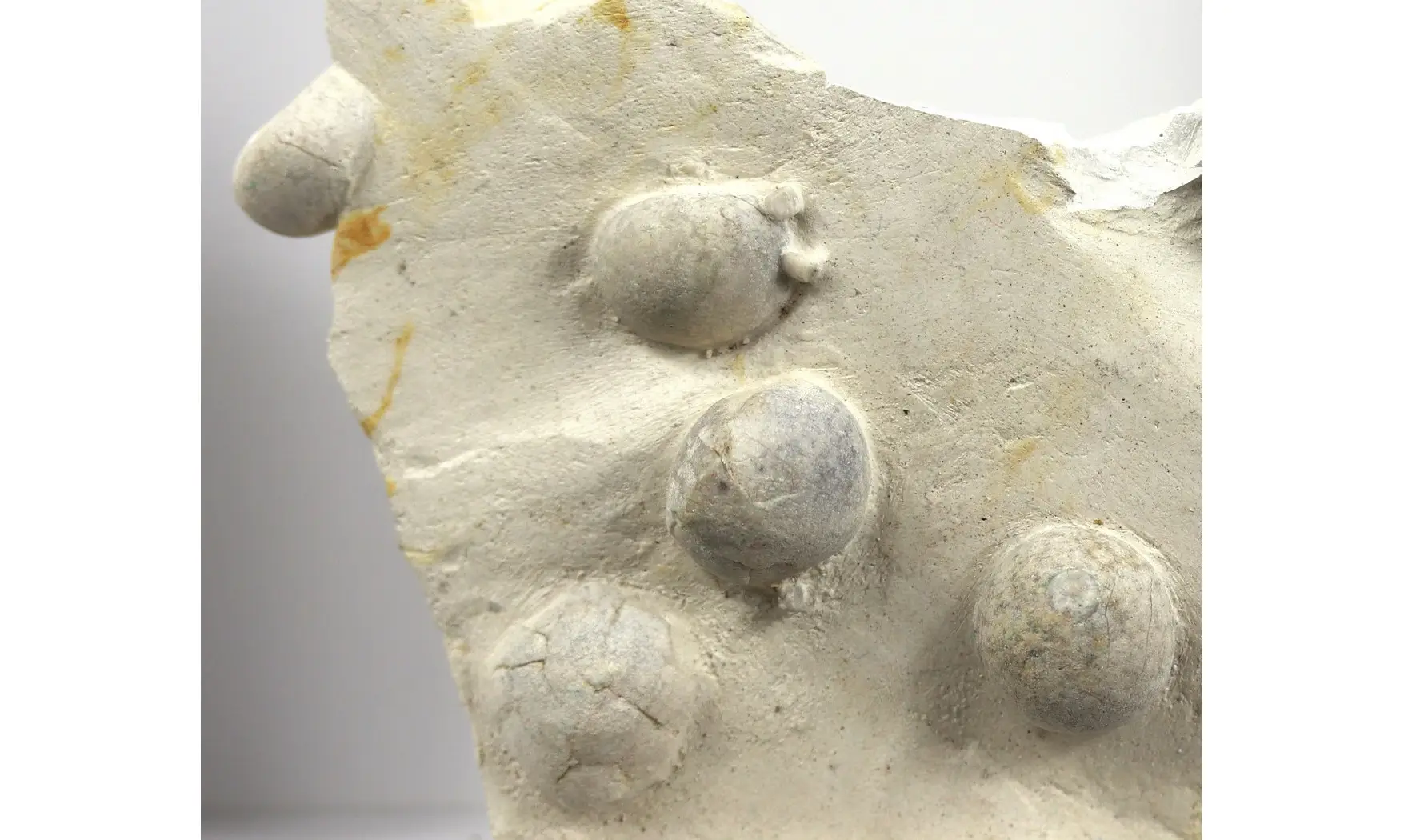 Galerites Vulgaris