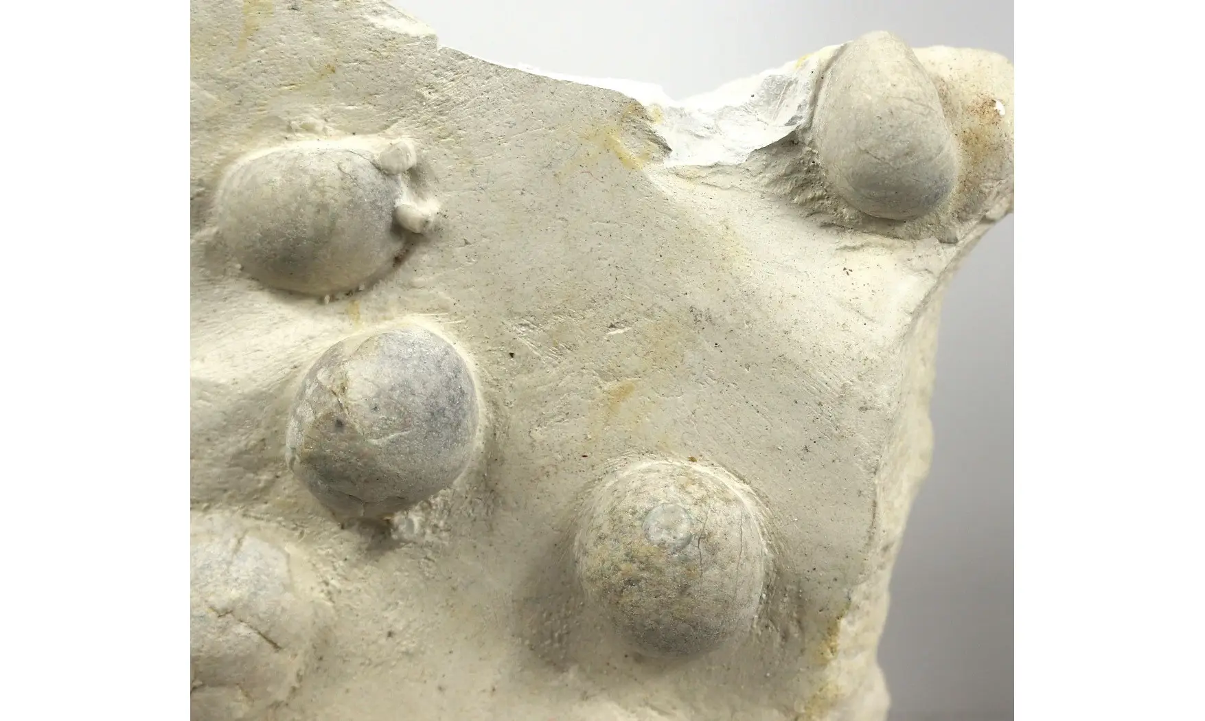 Galerites Vulgaris