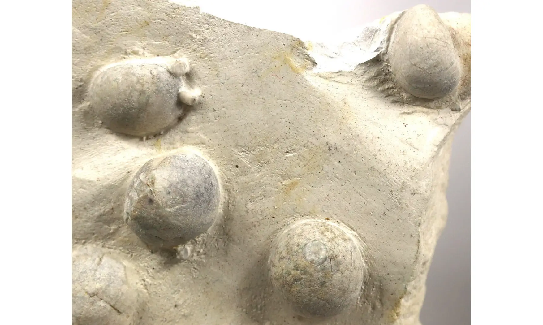 Galerites Vulgaris