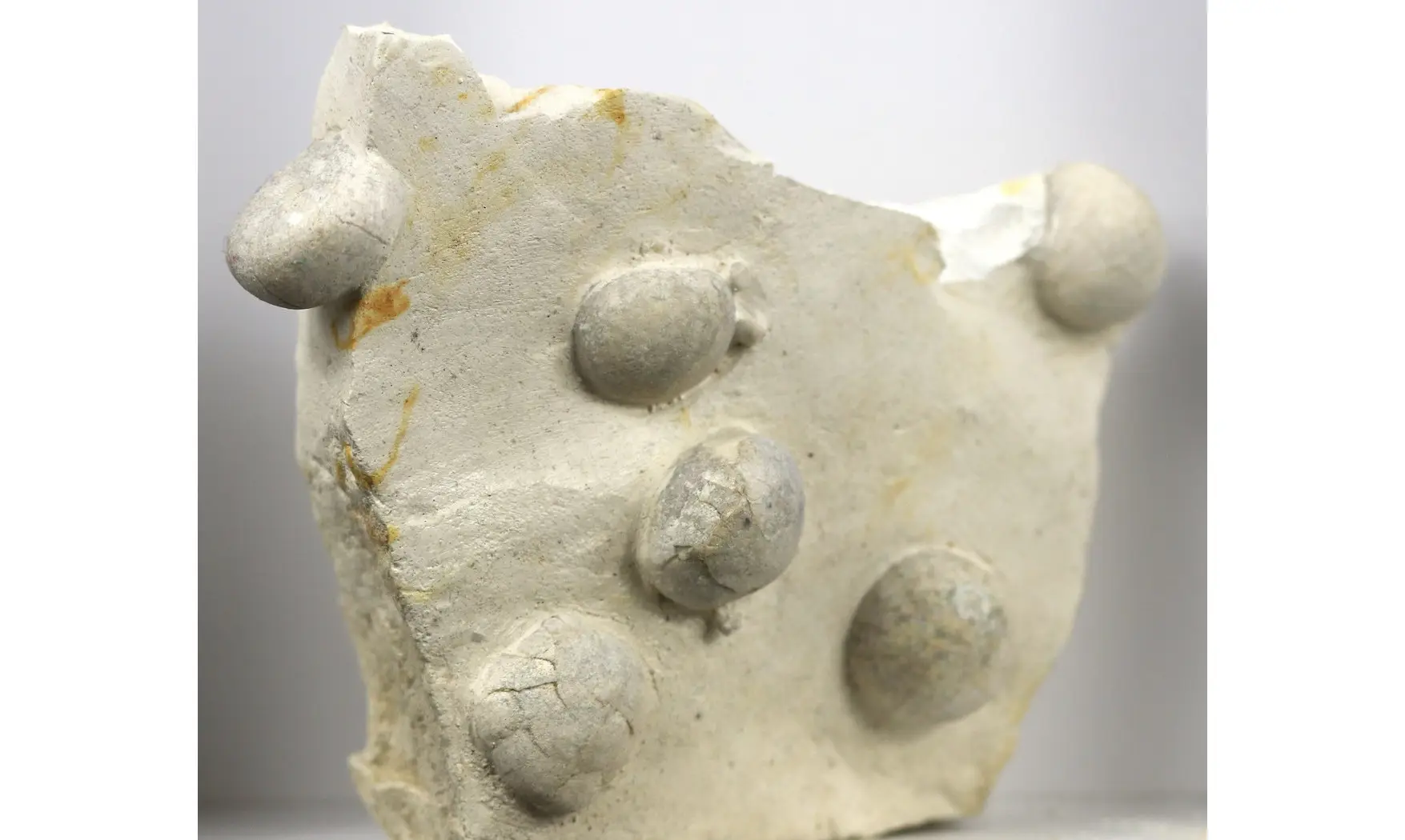 Galerites Vulgaris