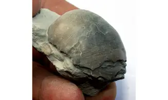 PYCNODONTE VESICULARIS