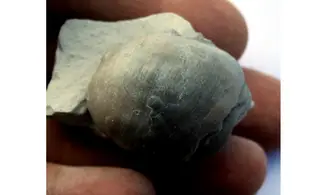 PYCNODONTE VESICULARIS