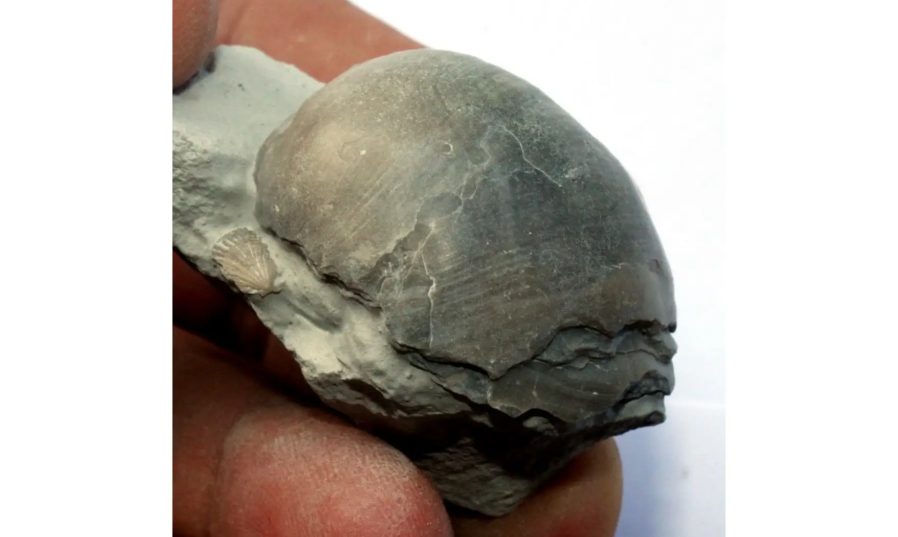 PYCNODONTE VESICULARIS