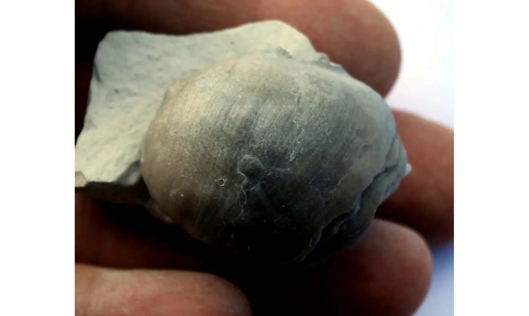 PYCNODONTE VESICULARIS