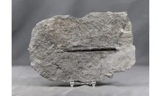Youngibelus gigas