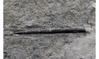 Youngibelus gigas