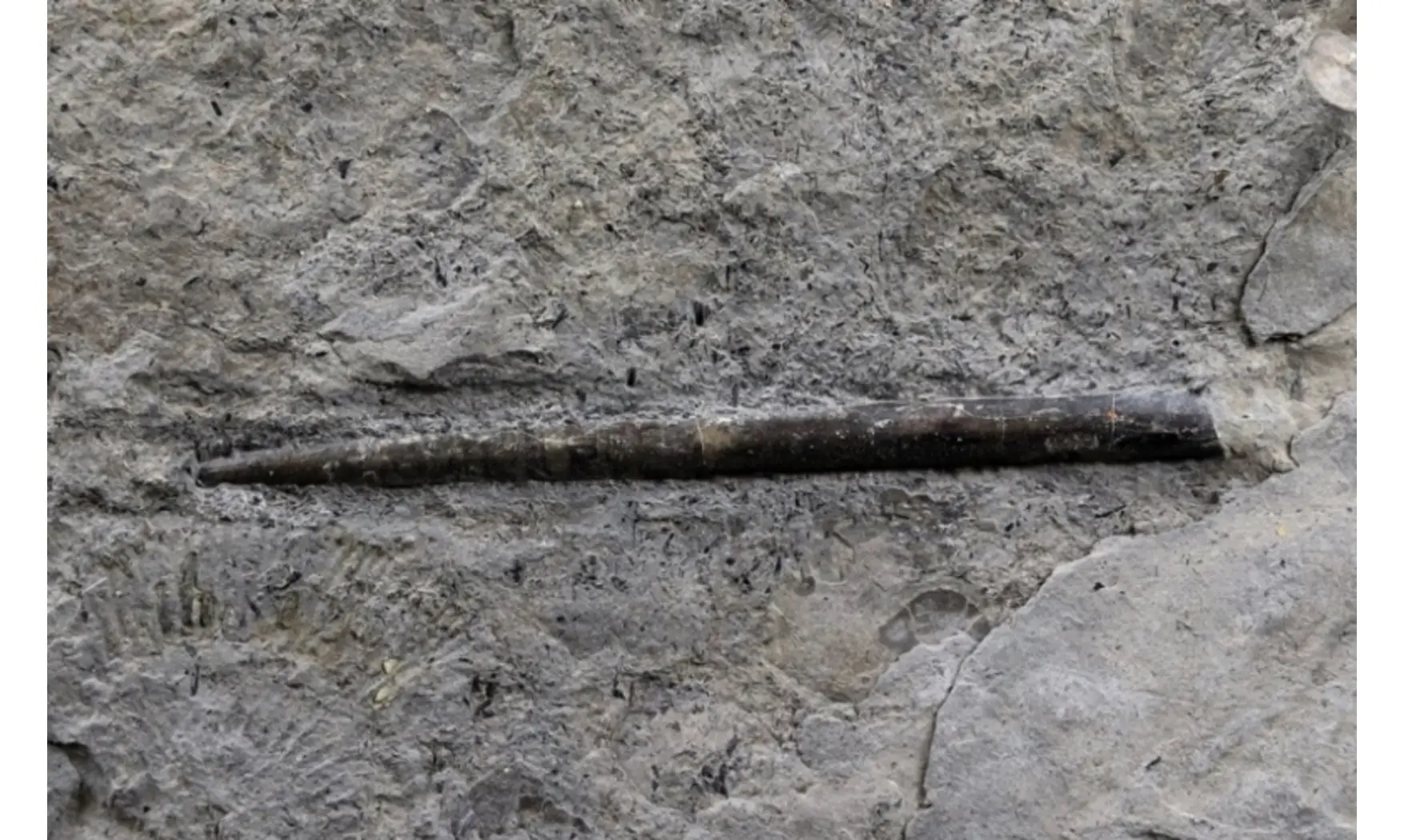 Youngibelus gigas