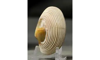Corbula socialis