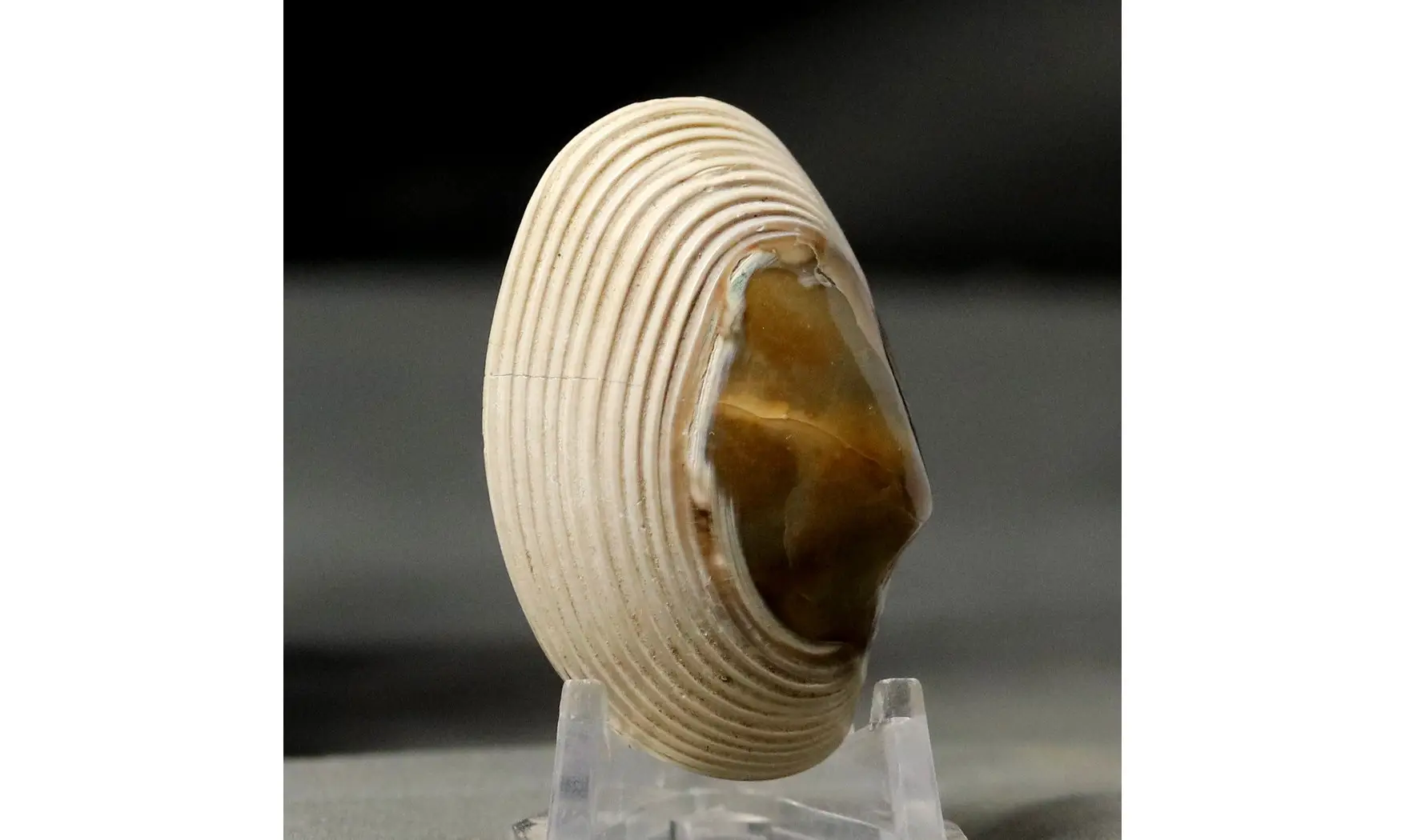Corbula socialis